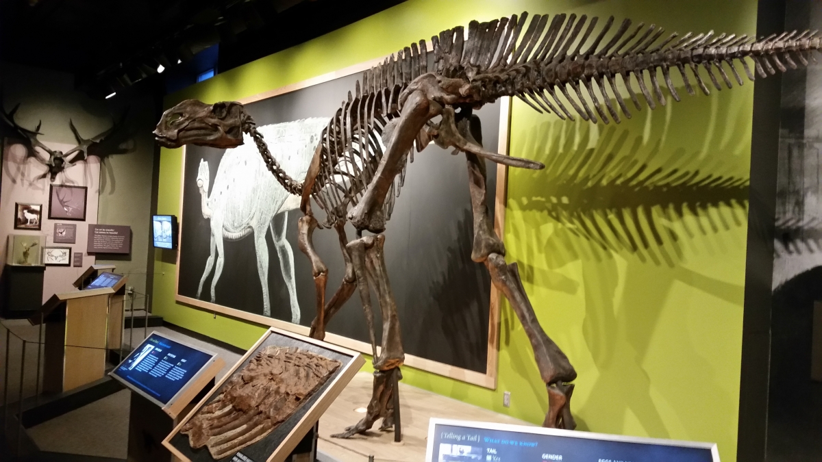 "Haddy" the Hadrosaurus, discovered in 1858