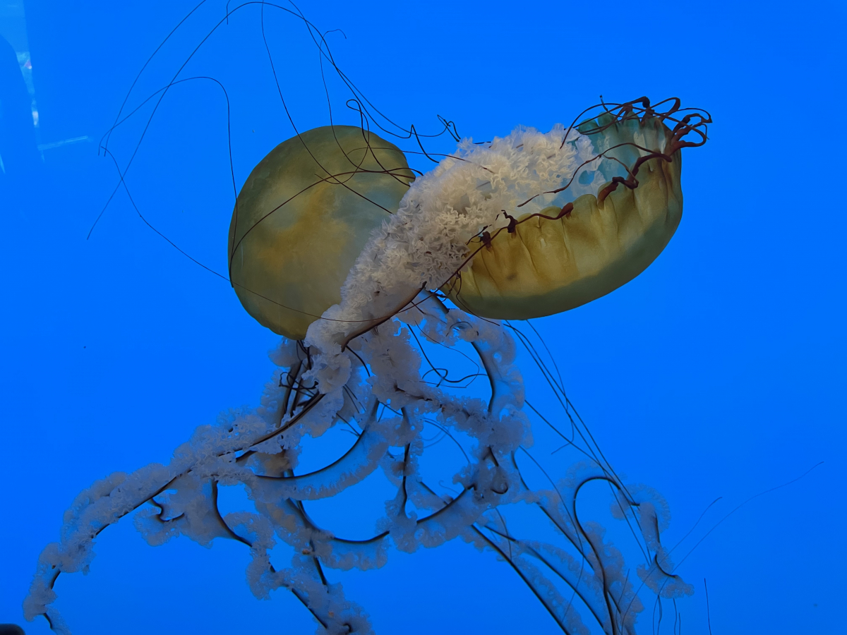 The National Aquarium